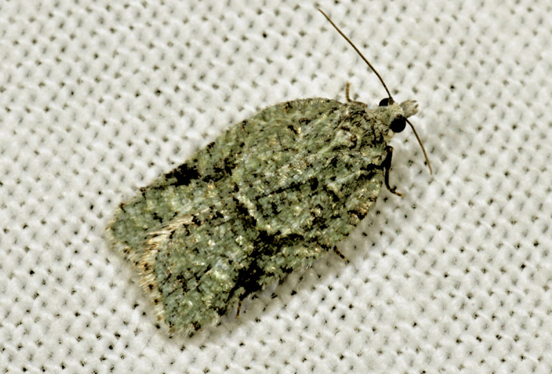 Tortricidae 2 - Acleris literana